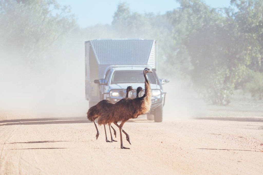 Emus Crossing a Road