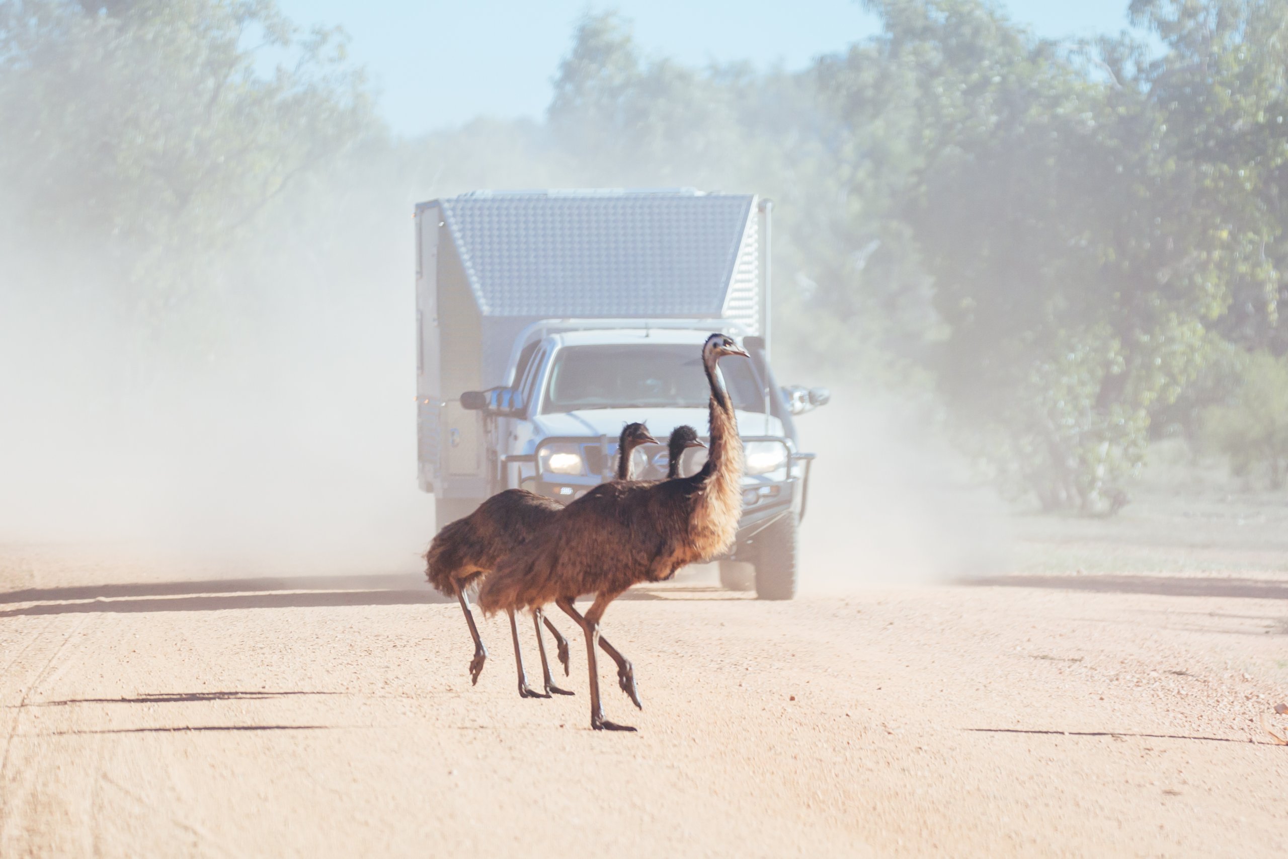 Emus Crossing a Road